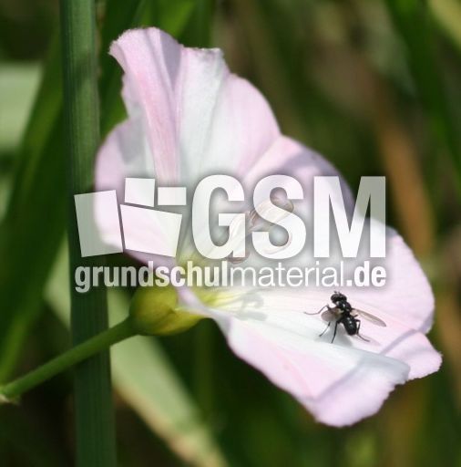 Ackerwinde-Fliege.jpg